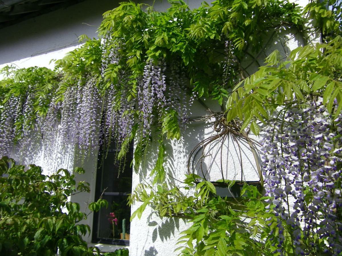 Bed and Breakfast La Colline Des Roses Conchil-le-Temple Екстер'єр фото